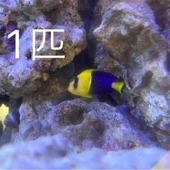 海水魚　観賞用の画像
