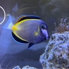 海水魚　観賞用の画像