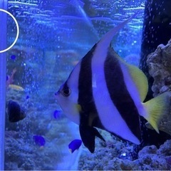 海水魚　観賞用の画像