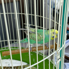インコ