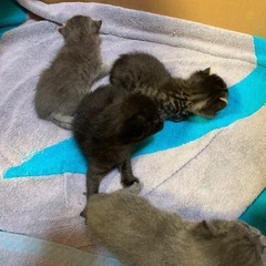 生後1ヶ月以内の子猫4匹の里親を探しています