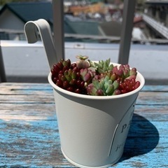 多肉植物　寄せ植え　値下げしますの画像