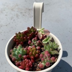 多肉植物　寄せ植え　値下げしますの画像