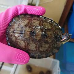 新入荷 問い合わせ多数頂いてます。 - 岡山市