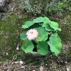 ミニ花蓮の球根　無料