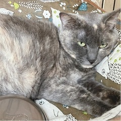 珍しいグレーサビの桜花ちゃん - 猫