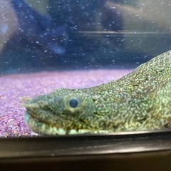 ラプラティー（古代魚、大型魚）