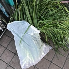 すいせんの球根