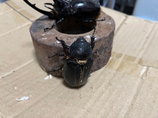 ネプチューンオオカブト　ペア