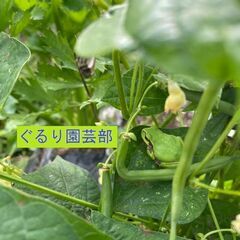 「ぐるり（0円お譲り交換会）加古川　園芸部」メンバー募集