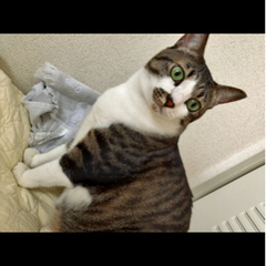兄弟保護猫　遊び大好き！！甘えん坊の可愛い女の子♪ジジまる✩