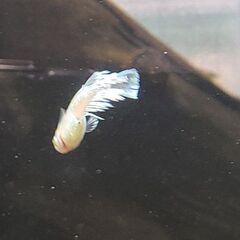 改良メダカの画像