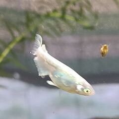 改良メダカの画像