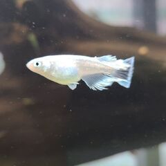 改良メダカの画像
