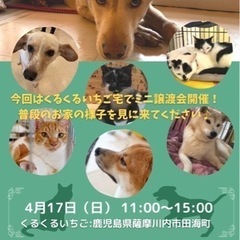 ミニくるくるいちご犬猫譲渡会