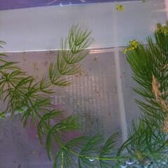 フルゴールドグッピー  稚魚5匹