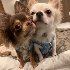 犬友募集してます