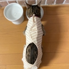 猫のエリザベスウェア　術後服　ハンドメイド