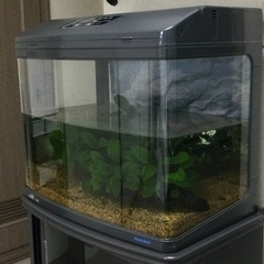 【お話中】水槽　60cm幅　台付き　