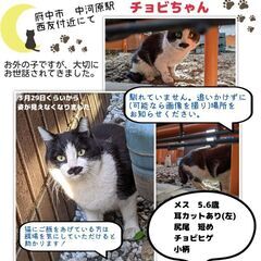 お外猫が姿を消しました