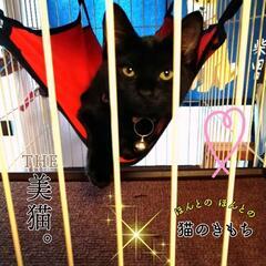 姉妹猫の、捨て猫を保護し、猫砂やフードなど使用していない方居まし...