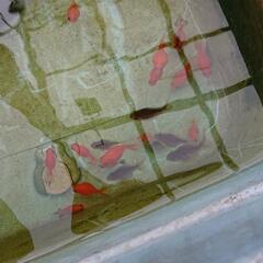 金魚 玉サバの画像