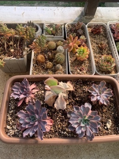 多肉植物