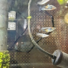 めだかの無人販売所　メダカすくい　金魚すくい - 地元のお店