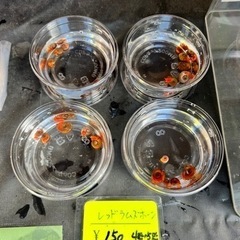 めだかの無人販売所　メダカすくい　金魚すくい − 岐阜県