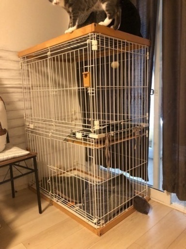 猫 ハウス