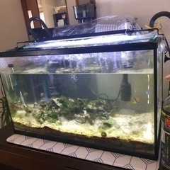 海水水槽セット　生体付き