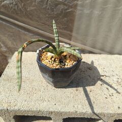 ④サンセベリア 植物 株分け
