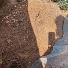 庭土 庭石 差し上げます　取引中。の画像