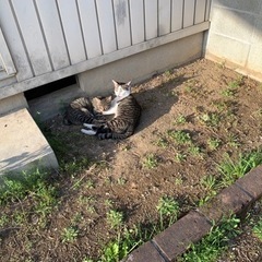 遺棄されてた猫ちゃん保護してます。