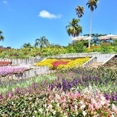 10日昼間、港区の某大使館でお花見！