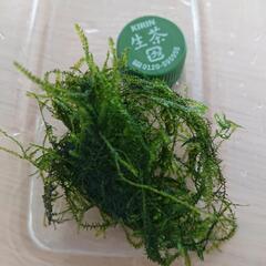 ウィローモス 写真の量で200円