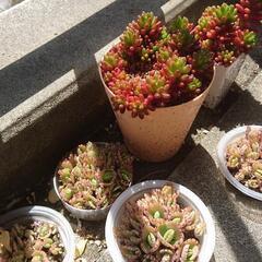 (確定)植物 