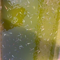 -遠州旅-   ミックスめだか　1匹　10円の画像