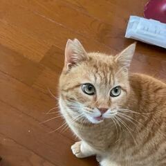 大きなお顔グリーンの瞳の茶トラ　エイズキャリアです - 猫