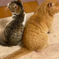 大きなお顔グリーンの瞳の茶トラ　エイズキャリアです − 千葉県