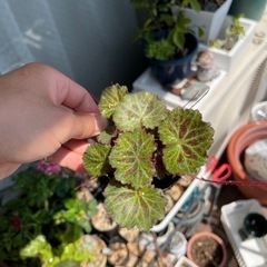 ユキノシタ