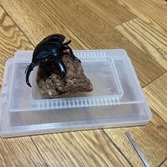 スマトラヒラタ成虫ペア②