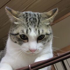 正式譲渡済み。きれいな子猫　オス　11カ月（推定）　しっぽ短め