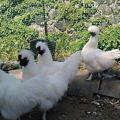烏骨鶏 − 山口県