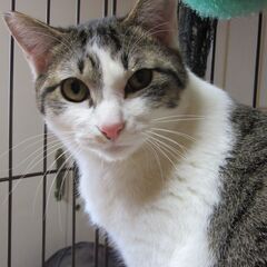 正式譲渡済み。きれいな子猫　オス　11カ月（推定）　しっぽ長い