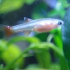ゴールデンアカヒレ　稚魚