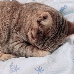猫相談/猫トーク - 福生市