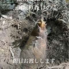 兵庫県　姫路市　太市　たけのこ