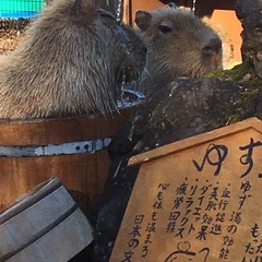 ゆるーく英会話友