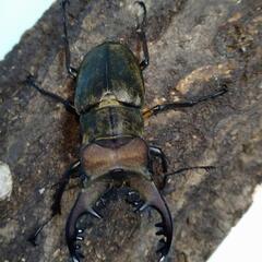 栃木県産ミヤマクワガタ　68.1mm♂単品